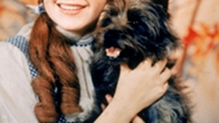 “When Push Came To Shove, What Did Dorothy Ultimately Ask For Herself From The Wizard? Nothing."